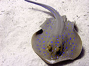 Picture 'Eg2_0_2374 Blue-spotted Ray, Egypt'